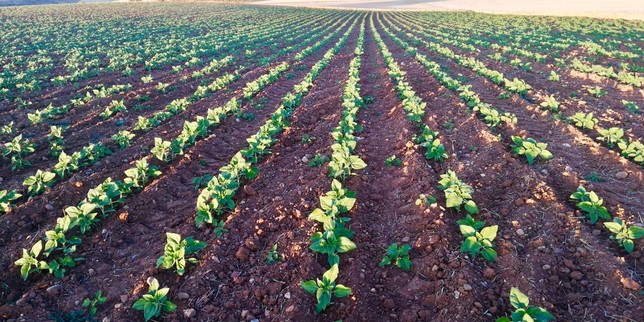 La humedad favorece la buena nascencia del girasol | Noticias La Tribuna de  Cuenca