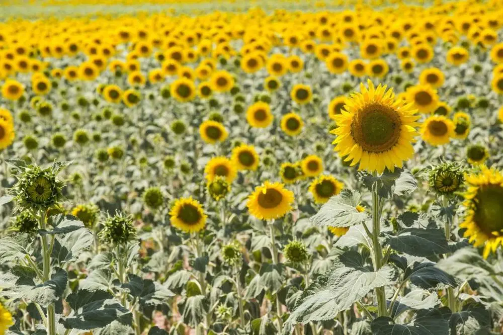 Asaja Cuenca vaticina una buena cosecha de girasol con altos rendimientos |  Noticias La Tribuna de Cuenca