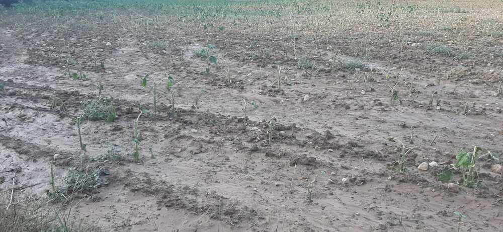 Un cultivo anegado por el agua en Villarejo de la Peñuela