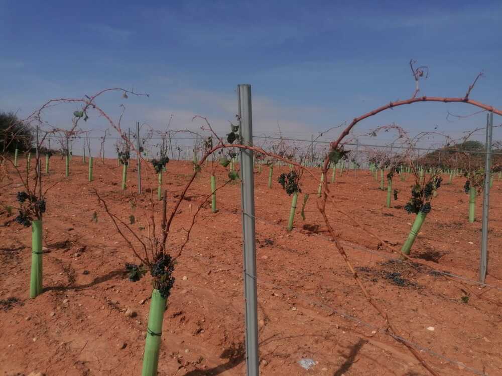 Imagen de los daños en el viñedo en Buenache de Alarcón.