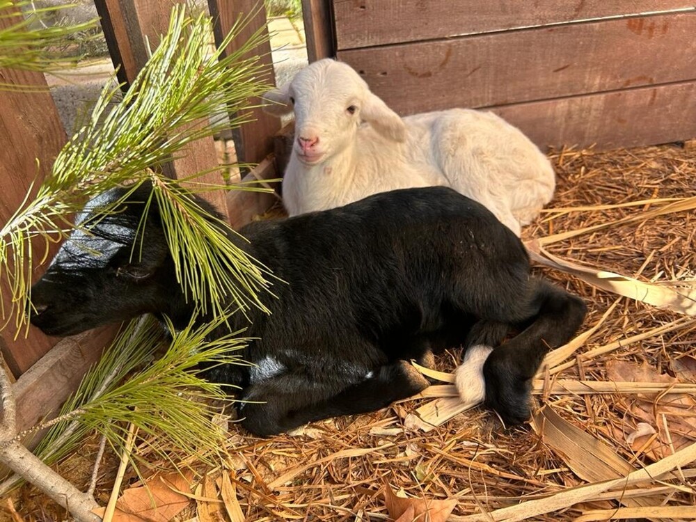 El primer Belén Viviente de Villar de Cañas sorprende