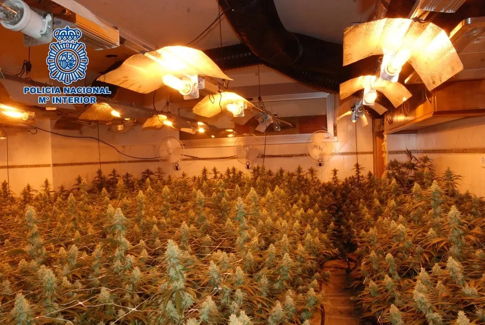 En la operación desarrollada en Cuenca se incautaron 600 plantas de marihuana