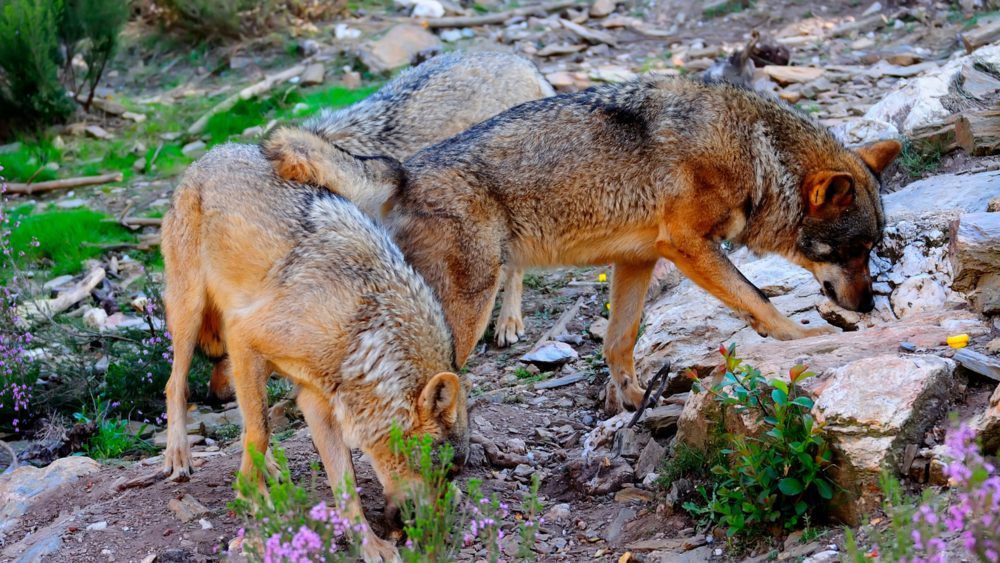 La guerra del lobo