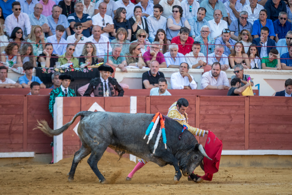 Quinta de la feria taurina de San Julián  / JAVIER GUIJARRO