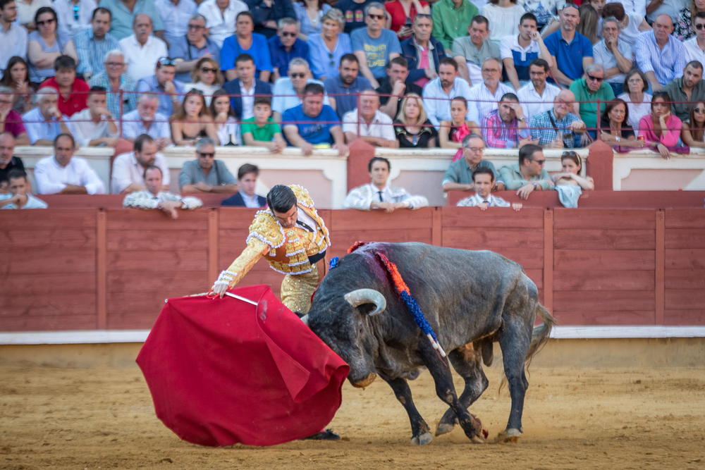 Quinta de la feria taurina de San Julián  / JAVIER GUIJARRO