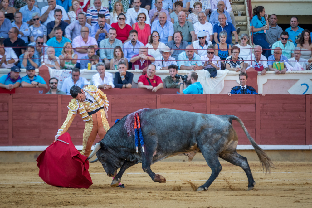 Quinta de la feria taurina de San Julián  / JAVIER GUIJARRO