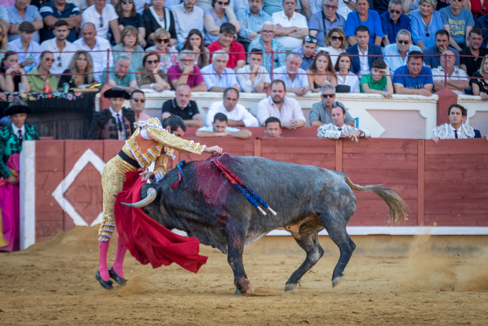 Quinta de la feria taurina de San Julián  / JAVIER GUIJARRO