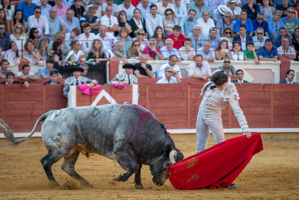 Quinta de la feria taurina de San Julián  / JAVIER GUIJARRO