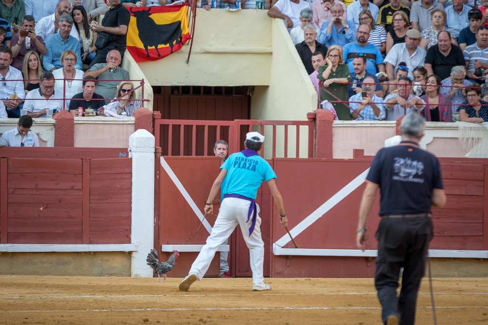 Quinta de la feria taurina de San Julián  / JAVIER GUIJARRO