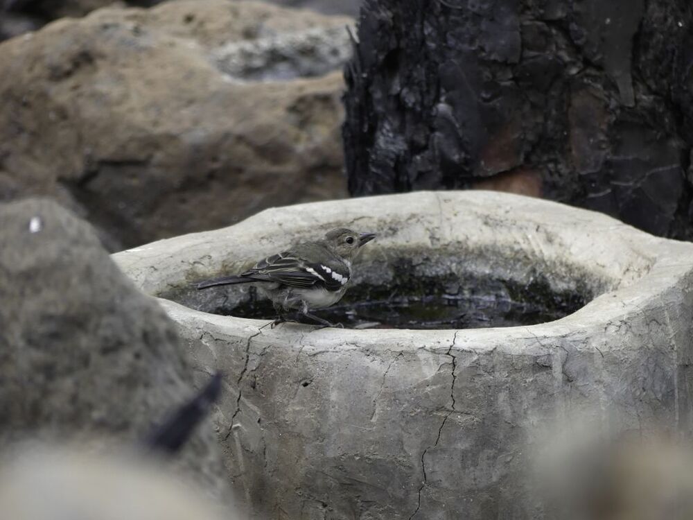 El incendio de La Palma evoluciona bien, con el esfuerzo concentrado en el Parque Nacional  / MIGUEL CALERO