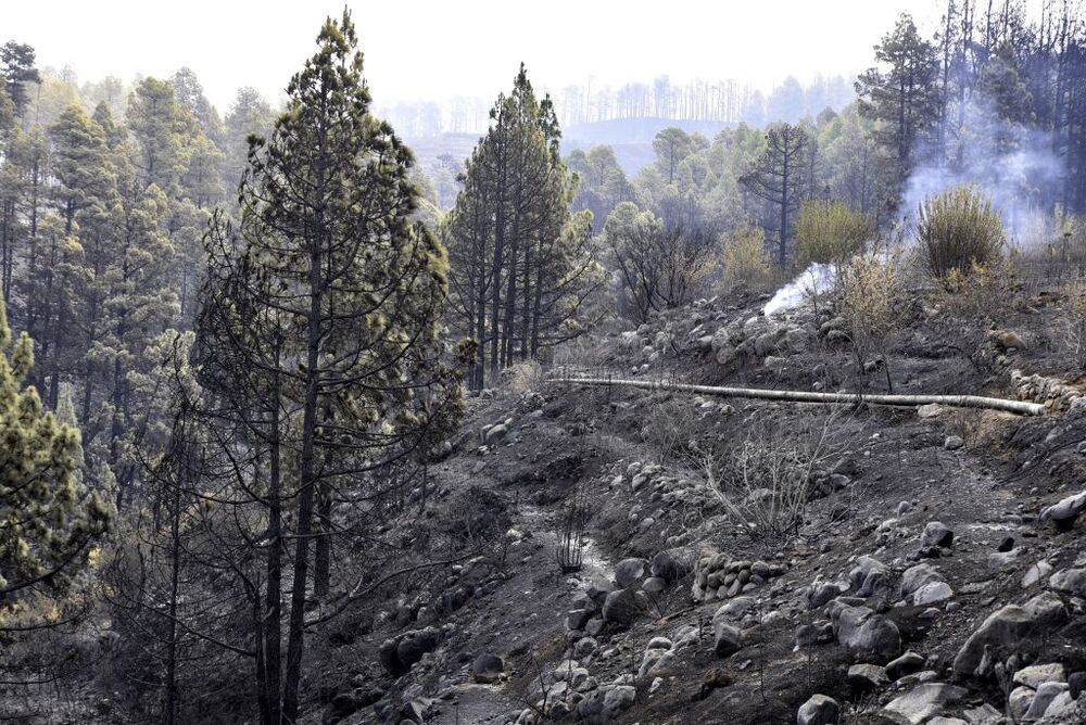 El incendio de La Palma evoluciona bien, con el esfuerzo concentrado en el Parque Nacional  / MIGUEL CALERO