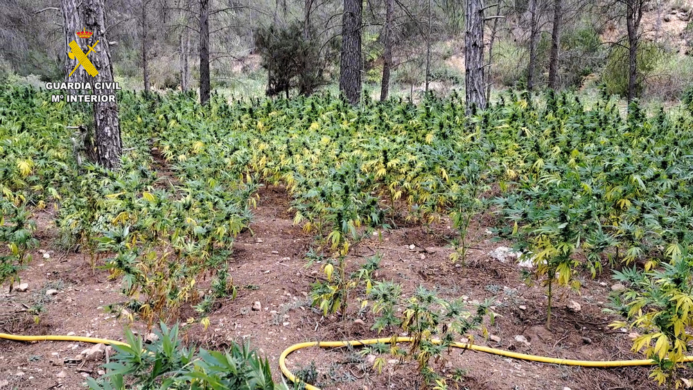 Desmantelan una plantación de marihuana con unas 8.500 plantas