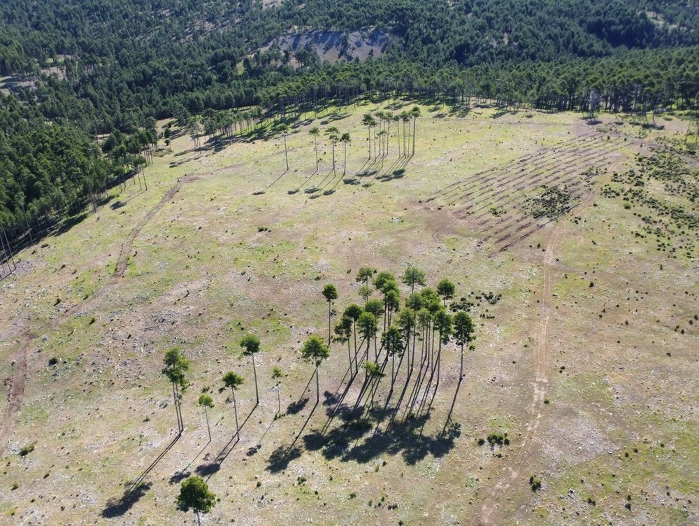 La Junta recuperará 107 hectáreas de monte 