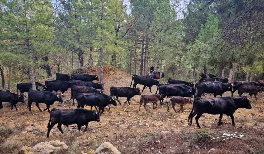 El épico viaje de la ganadería de Alicia Chico