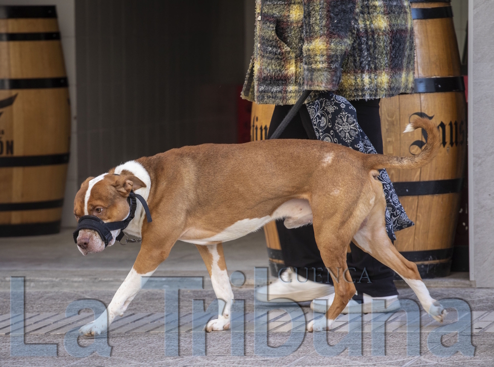 La 'moda' de los perros peligrosos se frena y se reducen a 180