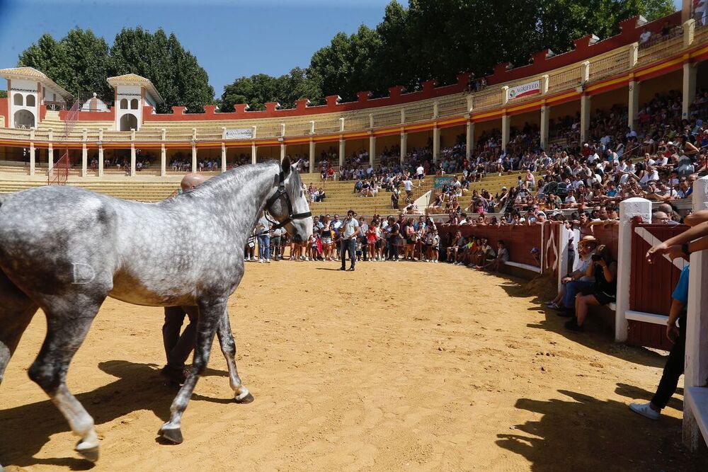 Ventura 'abre' la tauromaquia a los más pequeños