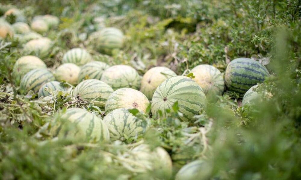 Mercadona compra 51.600 toneladas de sandía castellanomanchega