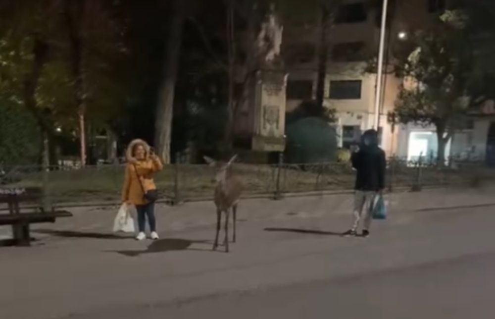 Una cierva sorprende a los vecinos en plena calle Carretería