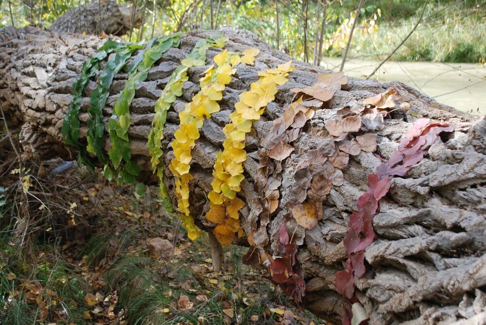 'Land Art' en el instituto Hervás y Panduro