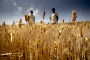 Comienza el plazo para suscribir seguros de herbáceos y olivar