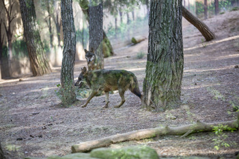 Enseñar a los lobos a no atacar al ganado