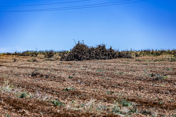 Organizaciones agrarias piden subvencionar arranque de viñedo