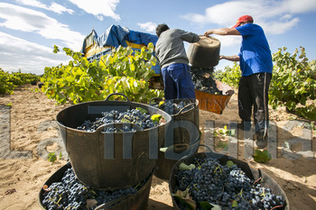 El sector espera una vendimia con un 30% más de producción