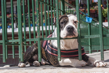 La 'moda' de los perros peligrosos se frena y se reducen a 180