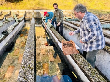 Reintroducen cangrejo de río autóctono en Uña