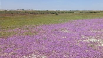 Localizada en la Laguna de El Hito una especie de limonium