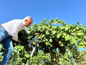 La Junta abona 3,8 millones de euros en ayudas Vinati