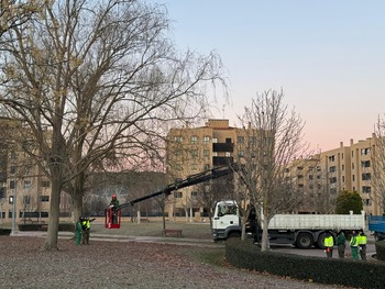 El Ayuntamiento avanza en la poda de los árboles de la capital