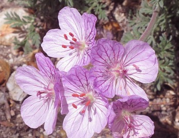 Flora amenazada de Castilla-La Mancha