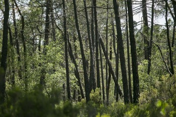 Declaran de utilidad pública 877 hectáreas de monte de Cañete