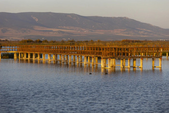 Evalúan los contaminantes en murciélagos de Las Tablas