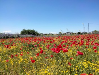 Amapolas en Toledo y lavanda en Brihuega, turismo de floración